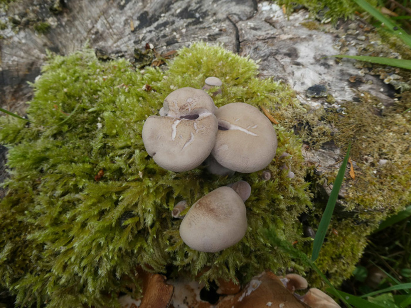 Photo by Jim Wills Panus conchatus by Jim Wills